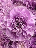 Lavender Carnations Flower Seeds for Planting – Heirloom, Non-GMO, High Germination Garden Seeds