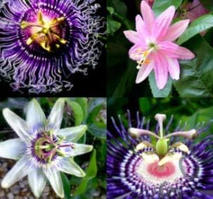 Flower Seeds, Seeds,Seeds For Planting,Plant Seeds