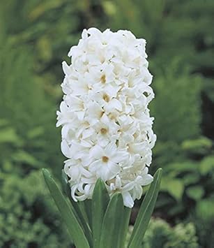 Flower Seeds, Seeds,Seeds For Planting,Plant Seeds