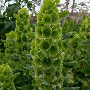 Herb Seeds,Garden seeds, Seeds For Planting,Plant Seeds