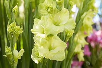 Flower Seeds, Seeds,Seeds For Planting,Plant Seeds