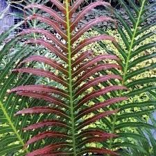 Flower Seeds, Seeds,Seeds For Planting,Plant Seeds