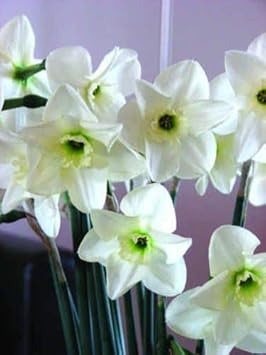 Flower Seeds, Seeds,Seeds For Planting,Plant Seeds