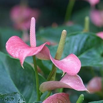 Flower Seeds, Seeds,Seeds For Planting,Plant Seeds