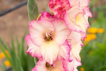 Flower Seeds, Seeds,Seeds For Planting,Plant Seeds