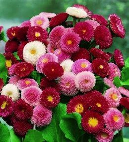 Margarita Roja Flower Seeds for Planting – Bright Red Garden Blooms