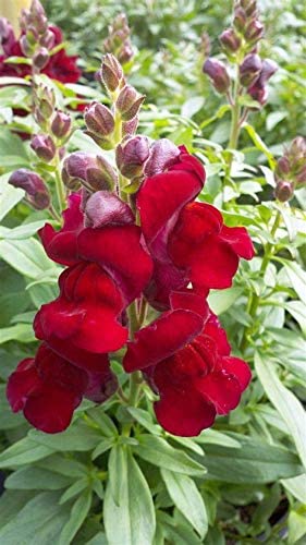 Red Antirrhinum Flower Seeds for Planting – Premium Heirloom, Non-GMO, High Germination Organic Garden Seeds