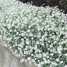 Flower Seeds, Seeds,Seeds For Planting,Plant Seeds