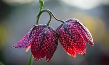 Flower Seeds, Seeds,Seeds For Planting,Plant Seeds