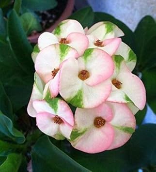 Flower Seeds, Seeds,Seeds For Planting,Plant Seeds