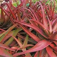 Herb Seeds,Garden seeds, Seeds For Planting,Plant Seeds