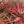 Herb Seeds,Garden seeds, Seeds For Planting,Plant Seeds