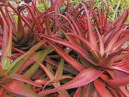 Herb Seeds,Garden seeds, Seeds For Planting,Plant Seeds