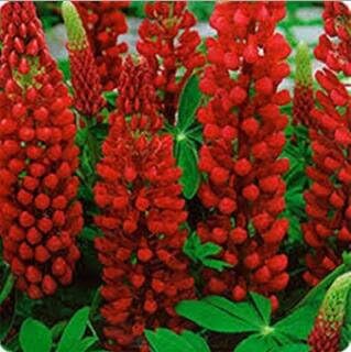 Flower Seeds, Seeds,Seeds For Planting,Plant Seeds