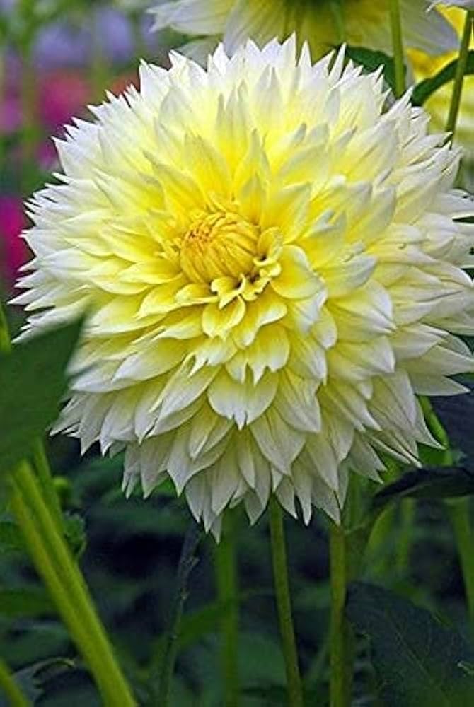 Yellow White Dahlia Flower Seeds for Planting – Heirloom, Non-GMO, High Germination Organic Garden Seeds