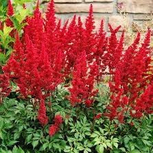 Flower Seeds, Seeds,Seeds For Planting,Plant Seeds