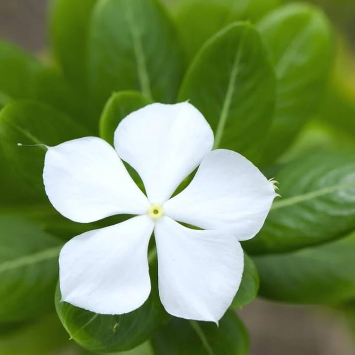 White Vinca Flower Seeds – Elegant, Low-Maintenance Annuals for Garden Planting