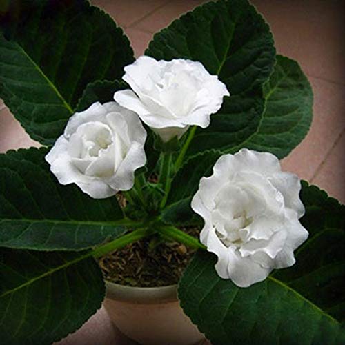 White Gloxinia Flower Seeds for Planting - Bright Blooms, Heirloom &amp; GMO Free Seeds for Home Garden