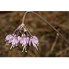 Purple Cernuum Flower Seeds for Planting – Heirloom, Non-GMO, Hardy Variety Organic Garden Seeds
