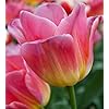 Pink Yellow Tulip Flower Seeds – Heirloom, Non-GMO, High Germination Organic Garden Seeds for Planting
