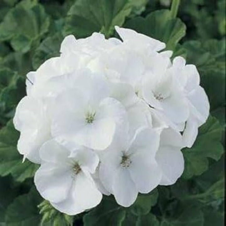 Geranium Flower Seeds for Planting White – Cut Flower Favorite, Heirloom, Non-GMO, High Germination Organic Garden Seeds