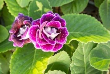 Flower Seeds, Seeds,Seeds For Planting,Plant Seeds