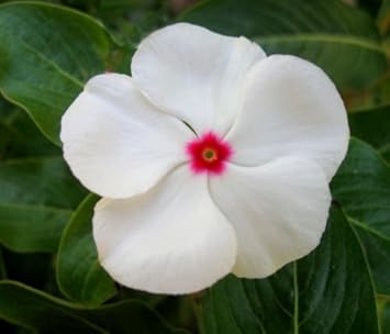 White Vinca Flower Seeds – Elegant, Low-Maintenance Annuals for Garden Planting