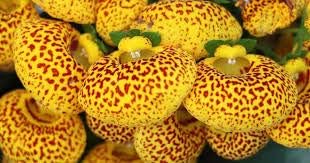 Flower Seeds, Seeds,Seeds For Planting,Plant Seeds