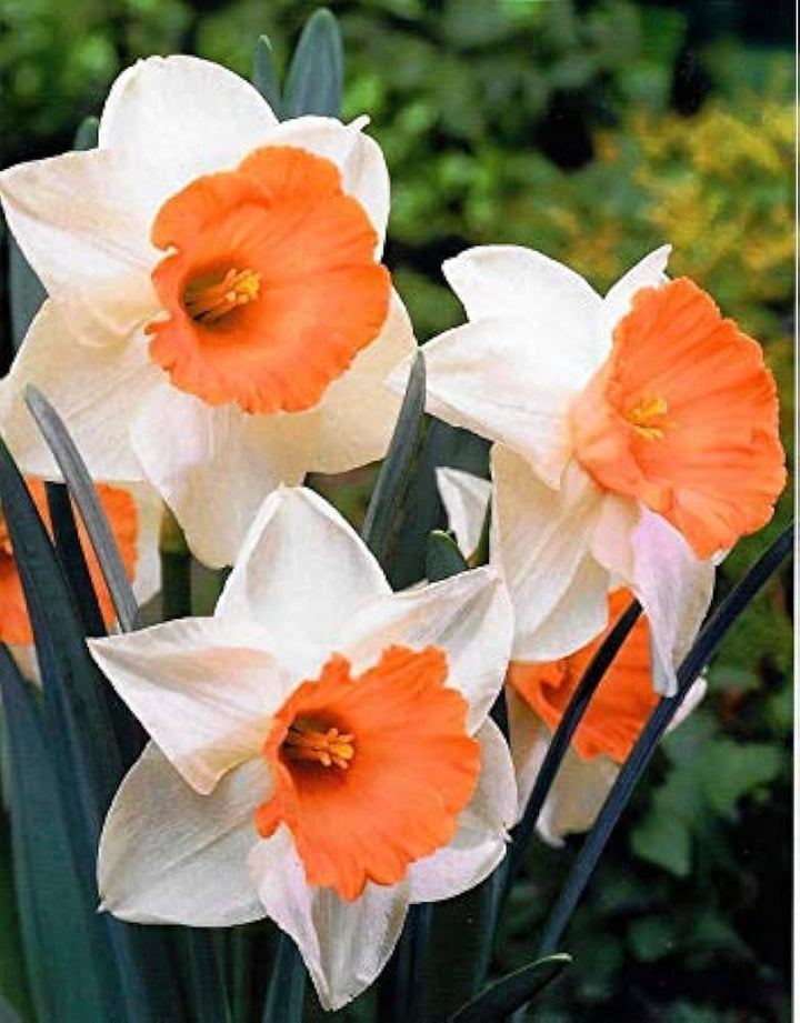 Orange White Narcissus Flower Seeds for Planting – Heirloom, Non-GMO, High Germination Wildflower Mix