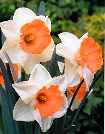 Orange White Daffodil Flower Seeds for Planting – Seasonal Bloomer, Heirloom & Non-GMO Seeds for Home Garden