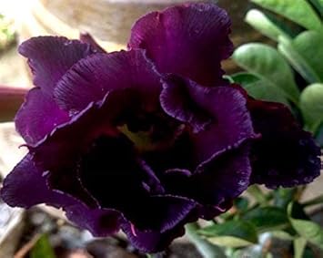 Flower Seeds, Seeds,Seeds For Planting,Plant Seeds