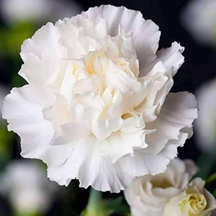 Carnation Flower Seeds for Planting White – Heirloom, Non-GMO, High Germination Organic Garden Seeds for Home Garden