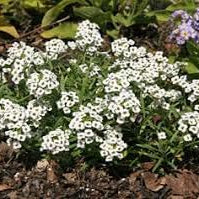 Flower Seeds, Seeds,Seeds For Planting,Plant Seeds