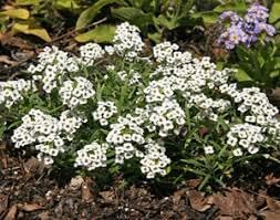 Flower Seeds, Seeds,Seeds For Planting,Plant Seeds