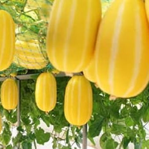 Fruit Seeds,Garden seeds, Seeds For Planting,Plant Seeds