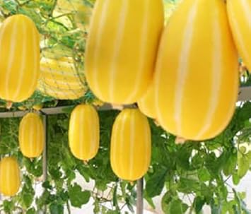 Fruit Seeds,Garden seeds, Seeds For Planting,Plant Seeds