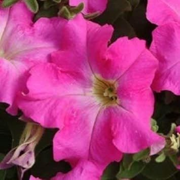 Flower Seeds, Seeds,Seeds For Planting,Plant Seeds