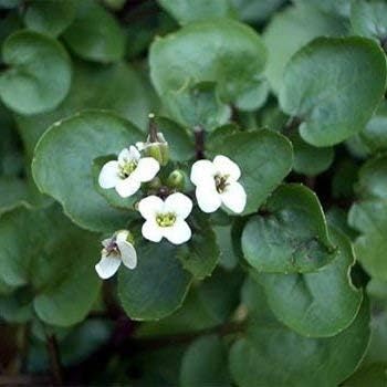 Flower Seeds, Seeds,Seeds For Planting,Plant Seeds