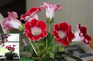 Flower Seeds, Seeds,Seeds For Planting,Plant Seeds