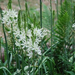 Flower Seeds, Seeds,Seeds For Planting,Plant Seeds