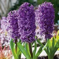Violet Hyacinth Flower Seeds for Planting – Heirloom, Non-GMO, High Germination Organic Garden Seeds