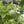 Aegle Marmelos fruit seeds for planting - Heirloom & Non-GMO Garden seeds