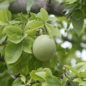 Aegle Marmelos fruit seeds for planting - Heirloom & Non-GMO Garden seeds