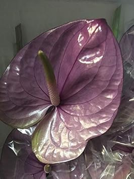 Flower Seeds, Seeds,Seeds For Planting,Plant Seeds