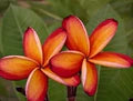 Orange Frangipani Flower Seeds for Planting - Heirloom, Non-GMO, High Germination Organic Garden Seeds
