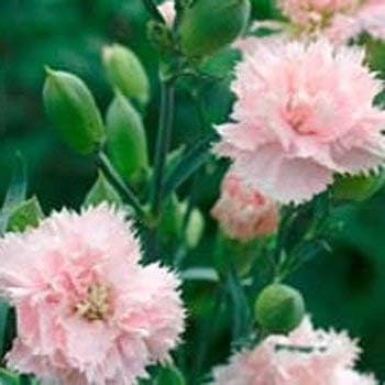 Flower Seeds, Seeds,Seeds For Planting,Plant Seeds