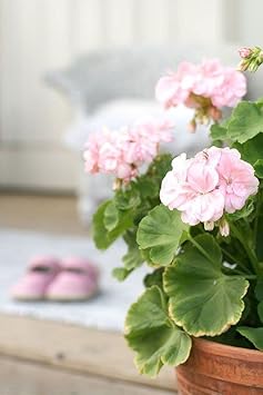 Flower Seeds, Seeds,Seeds For Planting,Plant Seeds