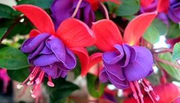 Flower Seeds, Seeds,Seeds For Planting,Plant Seeds