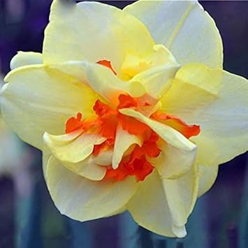 Flower Seeds, Seeds,Seeds For Planting,Plant Seeds