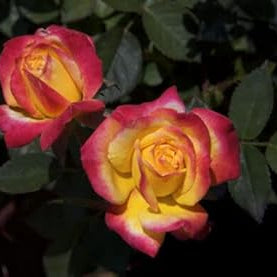 Flower Seeds, Seeds,Seeds For Planting,Plant Seeds